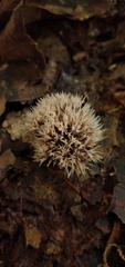 Clavulina effusa