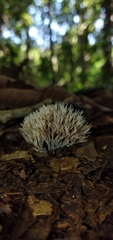 Clavulina effusa
