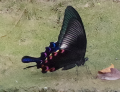 Papilio bianor