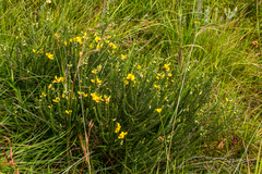 Aspalathus chortophila