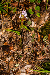 Brownleea coerulea