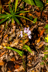 Brownleea coerulea
