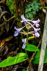 Brownleea coerulea