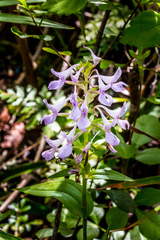 Brownleea coerulea