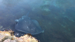 Bathytoshia brevicaudata
