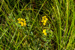 Crotalaria globifera