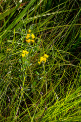 Crotalaria globifera