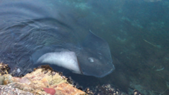Bathytoshia brevicaudata