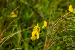 Crotalaria natalensis