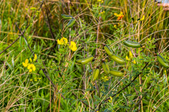 Crotalaria natalensis