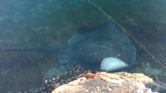 Bathytoshia brevicaudata