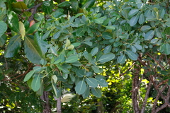 Tabebuia heterophylla