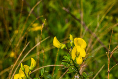 Crotalaria natalitia