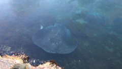 Bathytoshia brevicaudata