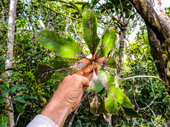 Cussonia nicholsonii