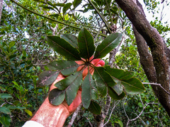 Cussonia nicholsonii