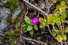 Delosperma