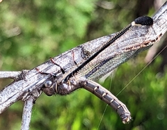 Stilbopteryx costalis