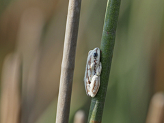 Hyperolius parallelus