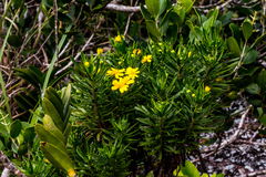 Euryops brevipapposus