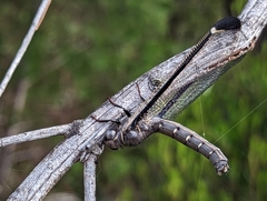 Stilbopteryx costalis