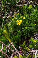 Euryops brevipapposus