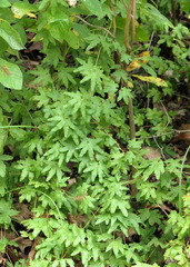 Lygodium palmatum
