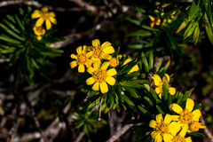 Euryops brevipapposus