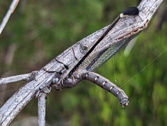 Stilbopteryx costalis
