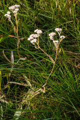 Helichrysum pannosum
