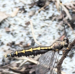 Suhpalacsa subtrahens