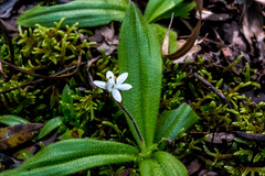 Hypoxis membranacea