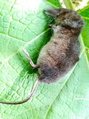 Sorex araneus