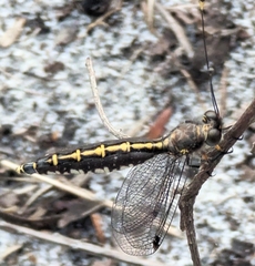 Suhpalacsa subtrahens