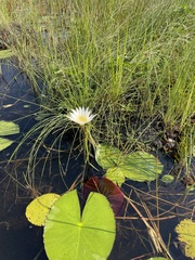 Nymphaea lotus