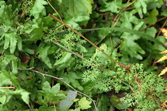 Lygodium palmatum