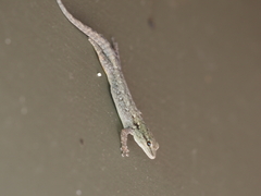 Lygodactylus chobiensis