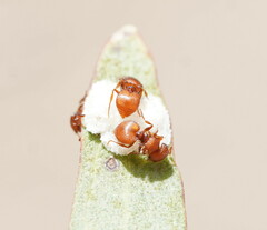 Meranoplus