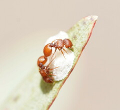 Meranoplus