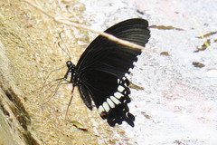 Papilio polytes romulus
