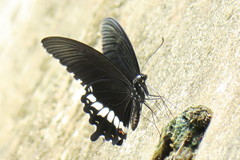Papilio polytes romulus