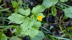 Ranunculus sieboldii