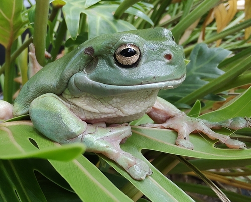 Green Tree Frog, Norman Park QLD 4170, Australia, photo 10 of 10