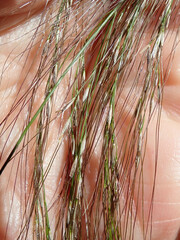 Austrostipa verticillata