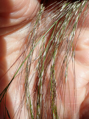 Austrostipa verticillata