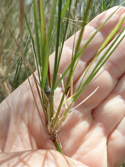 Austrostipa verticillata