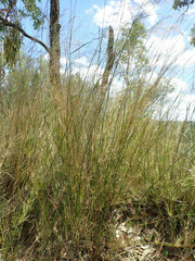 Austrostipa verticillata