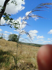 Austrostipa verticillata