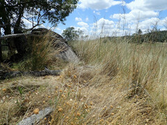 Austrostipa verticillata