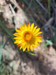 Xerochrysum
